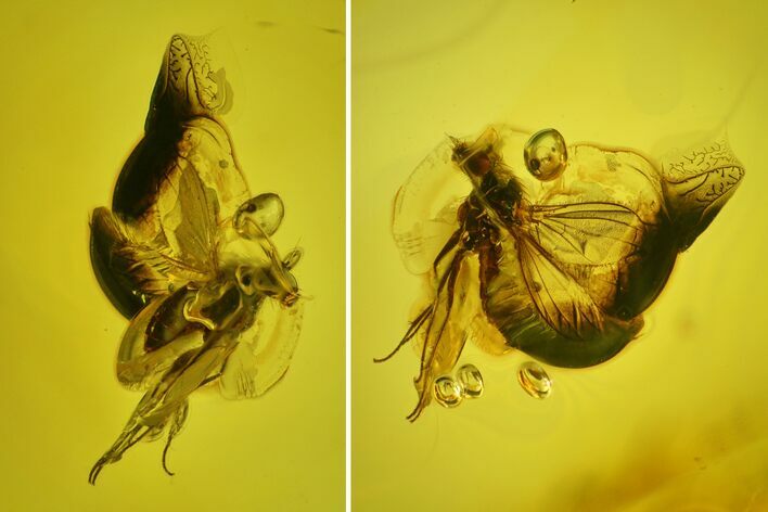 Fossil Fly (Diptera) In Baltic Amber #145483